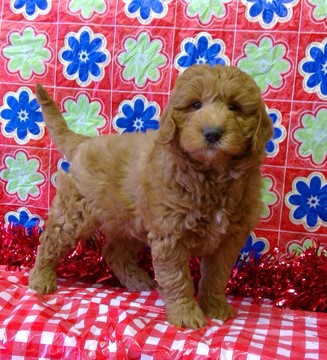 Medium Photo #4 Goldendoodle (Miniature) Puppy For Sale in CONOWINGO, MD, USA