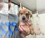 Small #1 American Foxhound-Catahoula Leopard Dog Mix