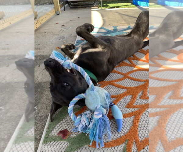Medium Photo #2 Mutt Puppy For Sale in San Leon, TX, USA