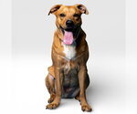 Small #4 Labrador Retriever Mix