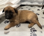 Puppy 1 Belgian Malinois