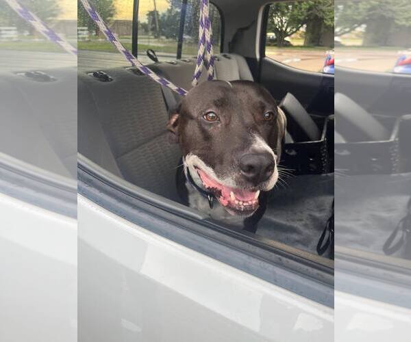 Medium Photo #5 Mutt Puppy For Sale in Rowlett, TX, USA