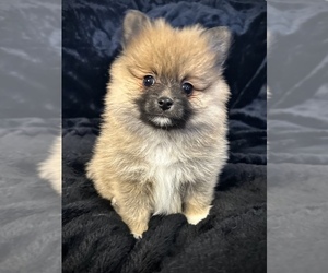 Pomeranian Puppy for Sale in TEMECULA, California USA
