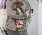 Small #3 Boxador