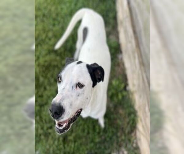 Medium Photo #5 Mutt Puppy For Sale in Sistersville, WV, USA