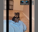 Small #1 Yorkshire Terrier