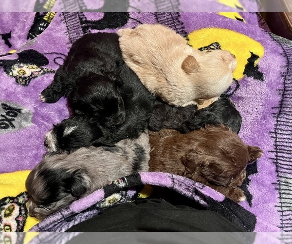 Medium Photo #5 Eskipoo (Miniature) Puppy For Sale in LAFAYETTE, MS, USA