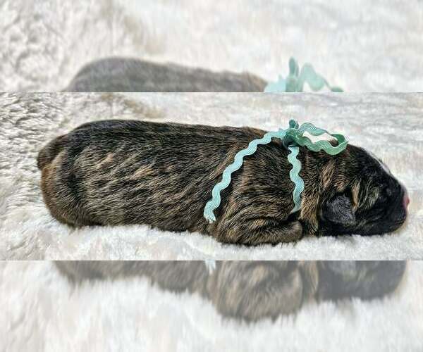 Medium Photo #13 Alapaha Blue Blood Bulldog Puppy For Sale in SHELOCTA, PA, USA