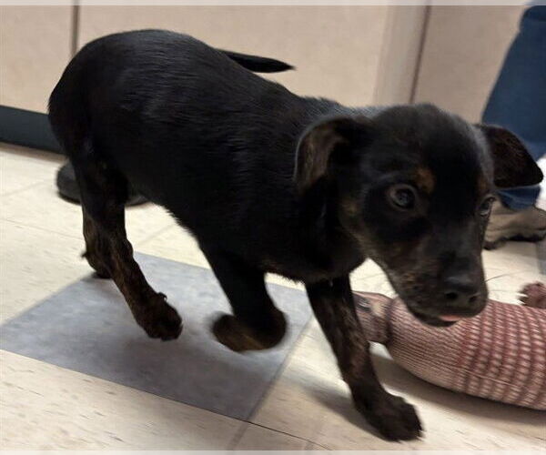 Medium Photo #1 Treeing Walker Coonhound-Unknown Mix Puppy For Sale in Brewster, MA, USA