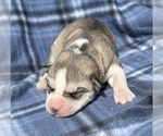 Small Photo #6 Siberian Husky Puppy For Sale in MARION STATION, MD, USA