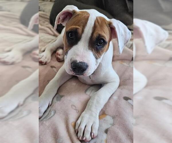 Medium Photo #1 Bullboxer Pit Puppy For Sale in Sacramento, CA, USA