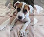 Small Bullboxer Pit