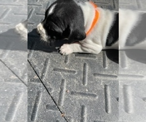 German Shorthaired Pointer Puppy for Sale in SANFORD, North Carolina USA