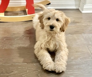 Goldendoodle Puppy for Sale in CHINO HILLS, California USA