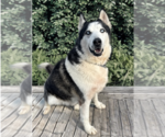 Small #5 Siberian Husky
