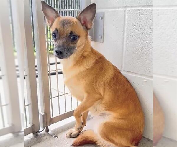 Medium Photo #2 Chihuahua-Unknown Mix Puppy For Sale in Houston, TX, USA