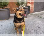Small #36 Labrador Retriever Mix
