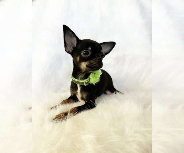 Medium Photo #9 Chihuahua Puppy For Sale in SACRAMENTO, CA, USA