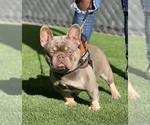 Small Photo #1 French Bulldog Puppy For Sale in MORENO VALLEY, CA, USA