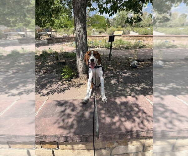 Medium Photo #11 Redbone Coonhound-Unknown Mix Puppy For Sale in Lakewood, CO, USA