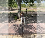 Small #10 Redbone Coonhound Mix
