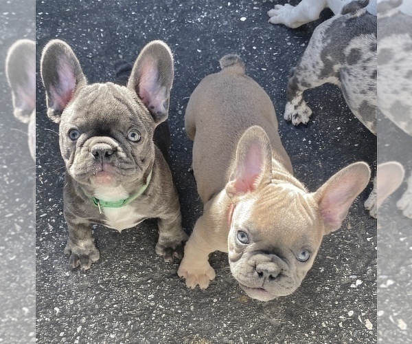 Medium Photo #8 French Bulldog Puppy For Sale in NEW MILFORD, CT, USA