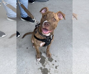 Frankie - Female American Staffordshire Terrier-Unknown Mix Dog for Adoption - Photo #20