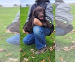 Small #2 Labrador Retriever