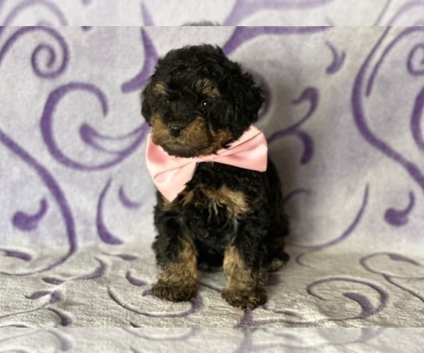 Medium Photo #4 Poodle (Toy) Puppy For Sale in LANCASTER, PA, USA