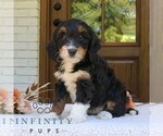 Small #1 Bernedoodle (Miniature)