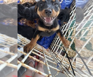 Rottweiler Puppy for sale in PALESTINE, TX, USA