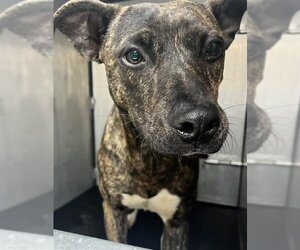 Plott Hound-Unknown Mix Dogs for adoption in San Antonio, TX, USA