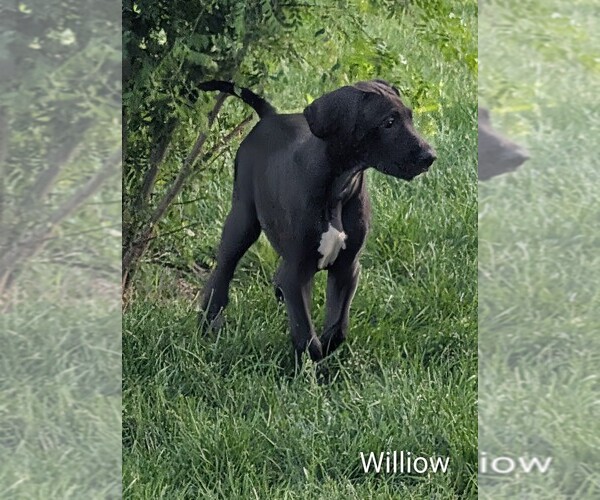 Medium Photo #1 Great Dane Puppy For Sale in LOWELL, IN, USA