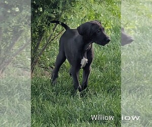 Great Dane Puppy for sale in LOWELL, IN, USA