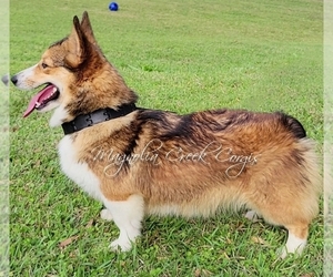 Mother of the Pembroke Welsh Corgi puppies born on 02/18/2023