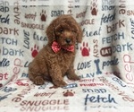 Small #7 Goldendoodle (Miniature)