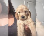 Small #5 Goldendoodle