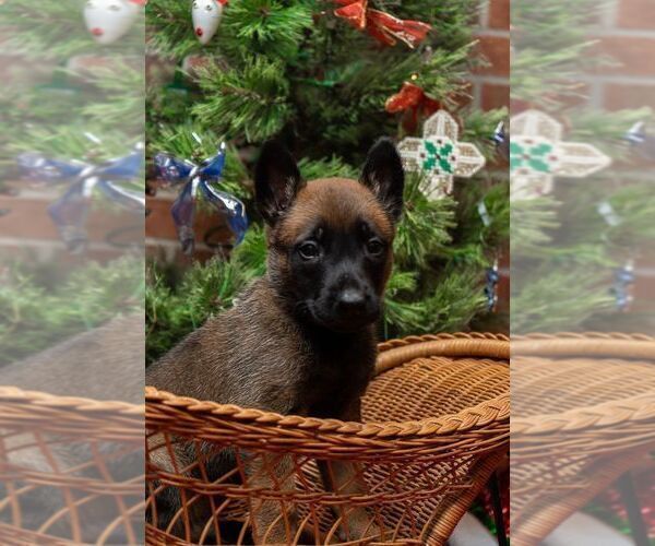 Full screen Photo #1 Belgian Malinois Puppy For Sale in CONYERS, GA, USA
