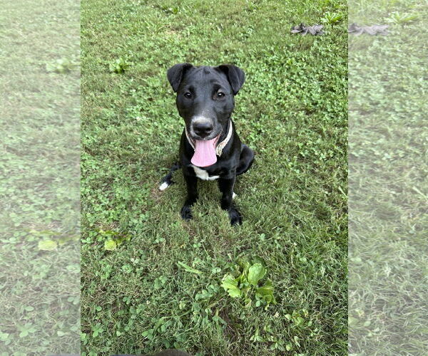Medium Photo #4 American Pit Bull Terrier-Border Collie Mix Puppy For Sale in Ball Ground, GA, USA