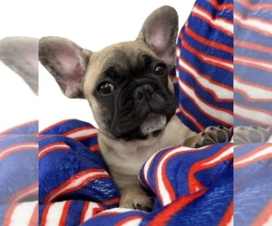 French Bulldog Puppy for sale in EAST AMHERST, NY, USA