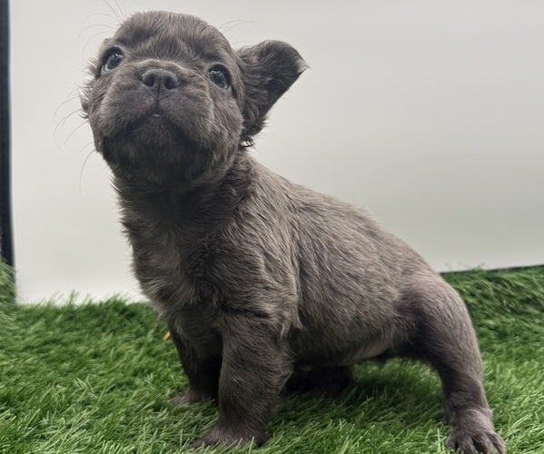 Medium Photo #1 French Bulldog Puppy For Sale in RIVERSIDE, CA, USA