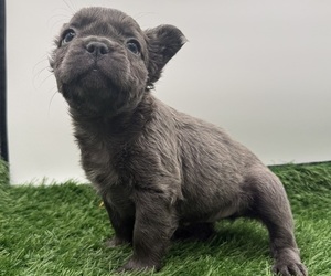 Medium French Bulldog