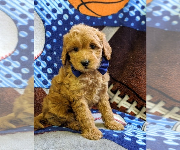 Medium Photo #2 Goldendoodle-Poodle (Miniature) Mix Puppy For Sale in NEW PROVIDENCE, PA, USA