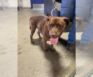 American Pit Bull Terrier Dogs for adoption in Bakersfield, CA, USA