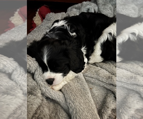 Medium Photo #4 Cavachon Puppy For Sale in OLYMPIA, WA, USA