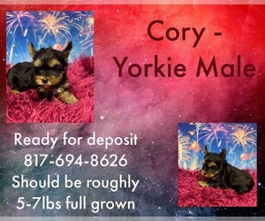 Yorkshire Terrier Puppy for sale in AZLE, TX, USA