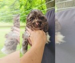 Small #2 Cocker Spaniel