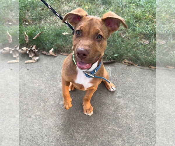 Medium Photo #5 American Pit Bull Terrier-Unknown Mix Puppy For Sale in Germantown, OH, USA