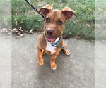 Small #4 American Pit Bull Terrier Mix