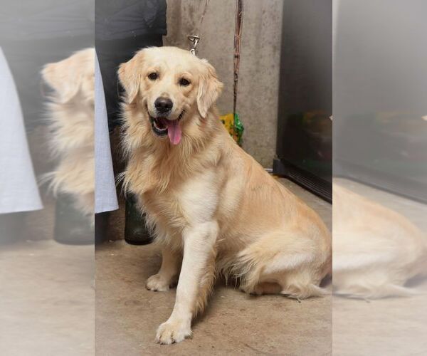 Medium Photo #1 English Cream Golden Retriever Puppy For Sale in MALDEN, MA, USA